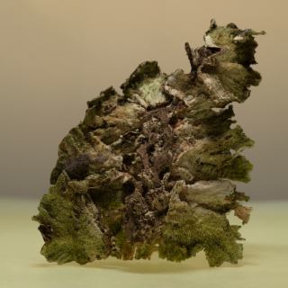 lichen 6,5x5,5