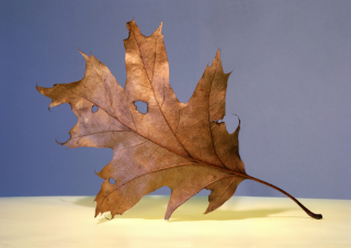 leaf 19x13,5