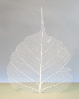 leaf skeleton 8x10,5