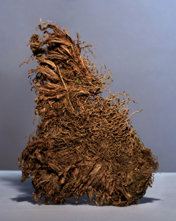 roots mud leaf 8,5x11