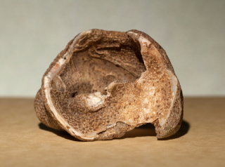 mollusc shell 4x2,5