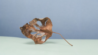 leaf 9,5x5