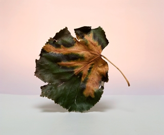 leaf 10x9