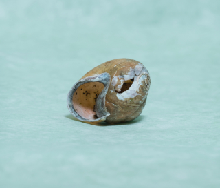 mollusc shell 2,5x1