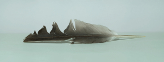 feather 15x4