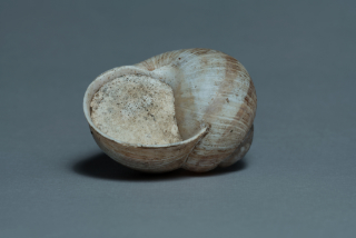 mollusc shell 4x2,5