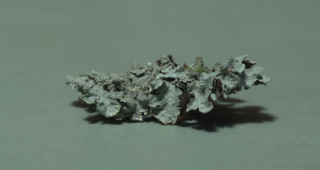 lichen 4,5x1