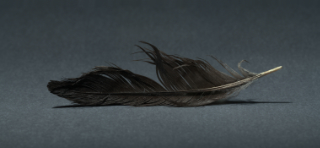 feather 10x3