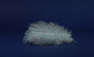feather 4,5x1