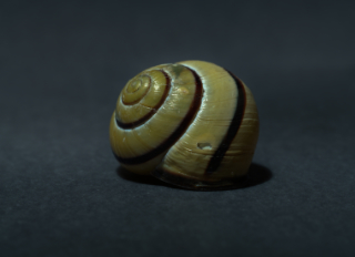 mollusc shell 2x2