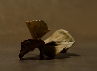 leaf 3,5x2,5