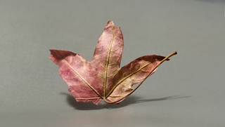 leaf 7x4