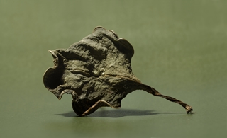 leaf 6,5,x4