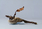 twig leaf catkin 5,5x3|21x15@2024x1406